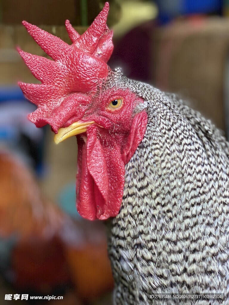 灰羽红冠公鸡特写