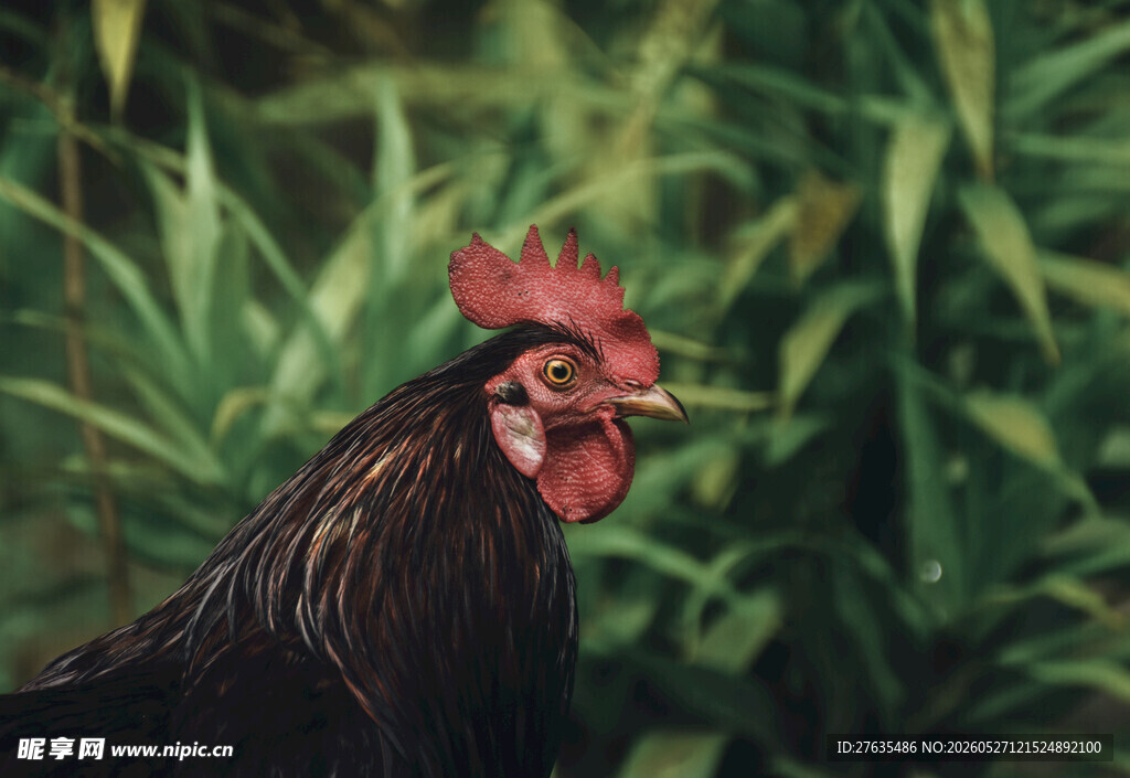 红冠公鸡立于绿植间