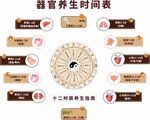 器官养生时间表图示