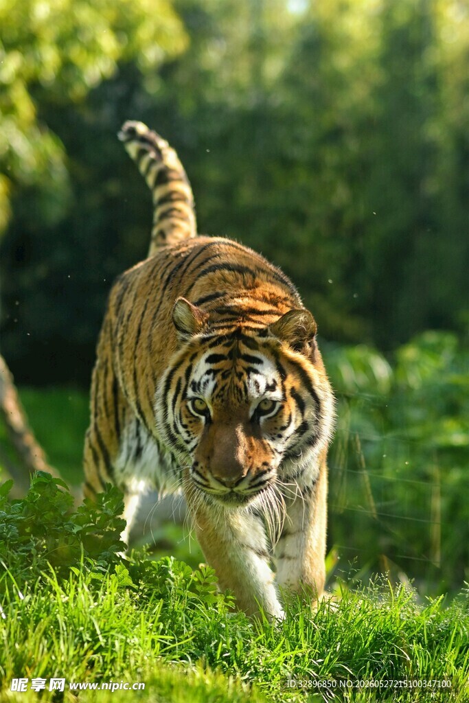 草地上行走的斑斓猛虎