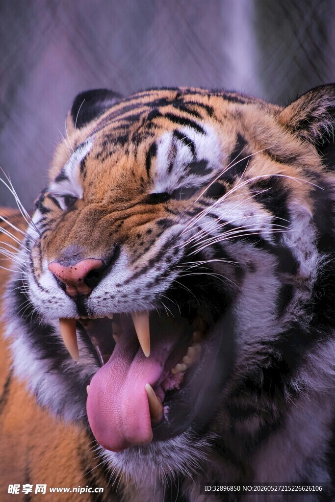 猛虎吐舌瞬间