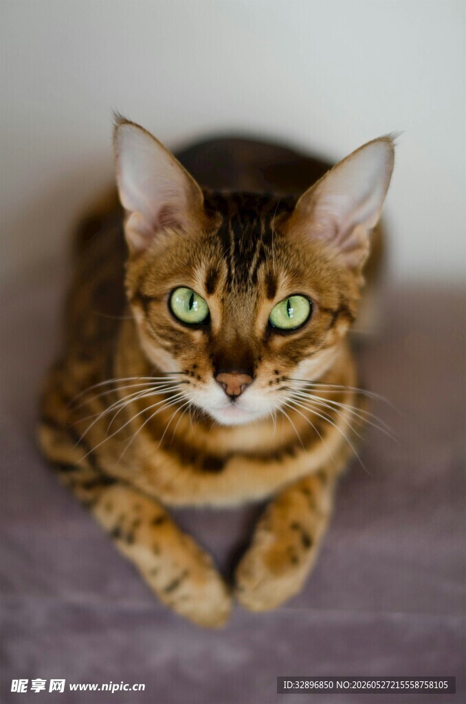 可爱斑纹猫趴坐