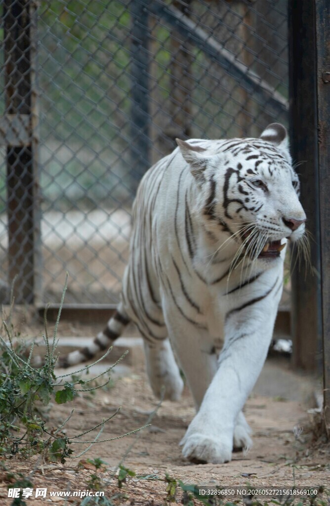 白虎在围栏内行走