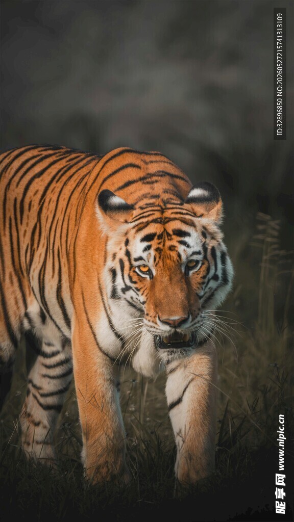 独行猛虎