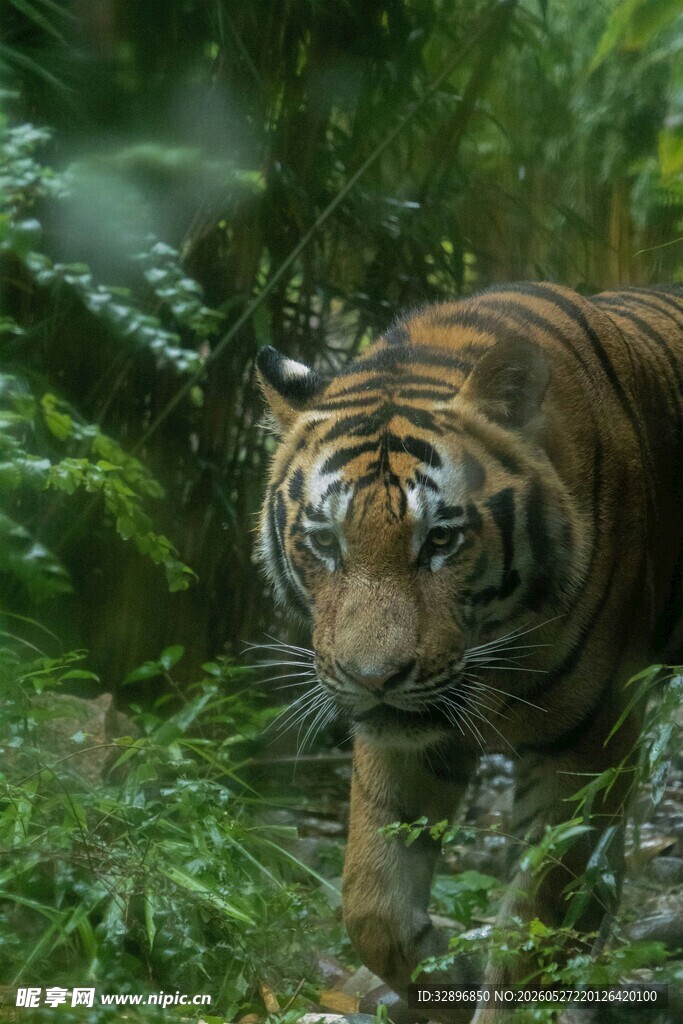 丛林中行走的斑斓猛虎