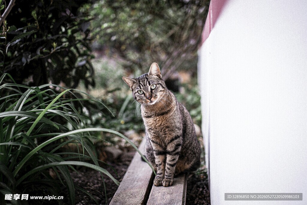 窗边猫咪望绿植