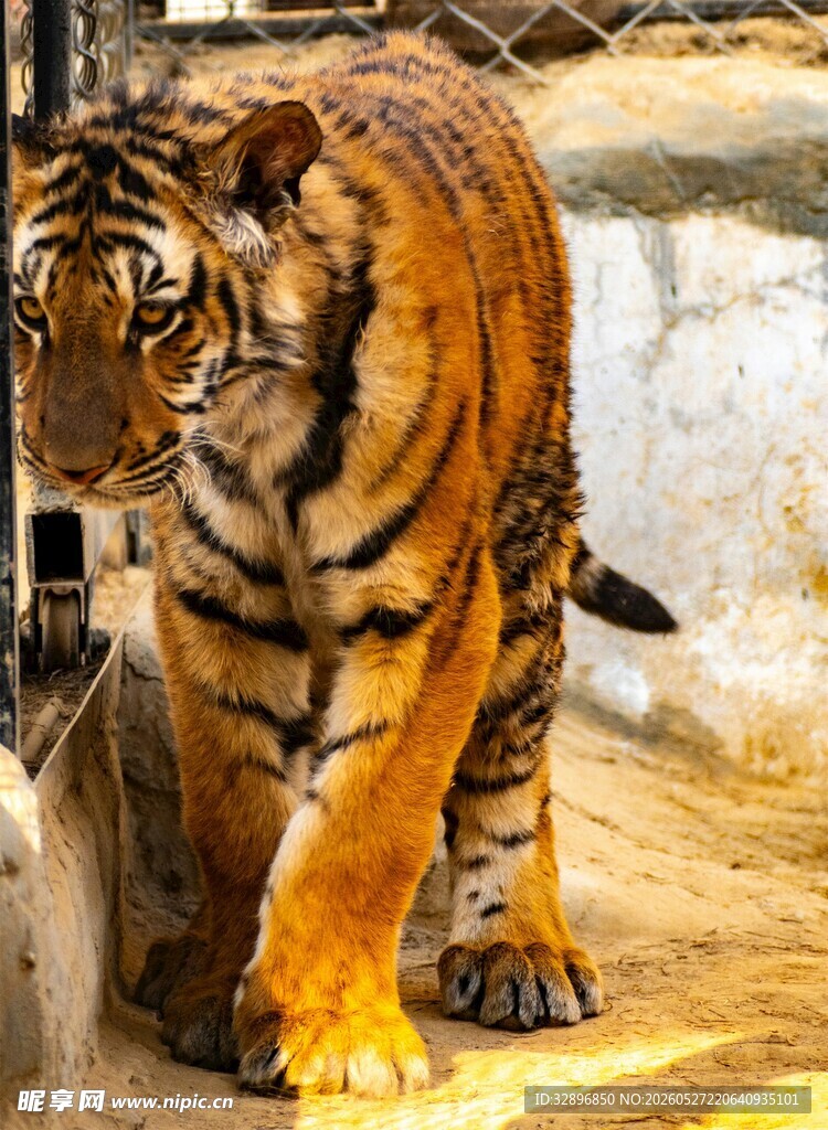 行走的斑斓猛虎