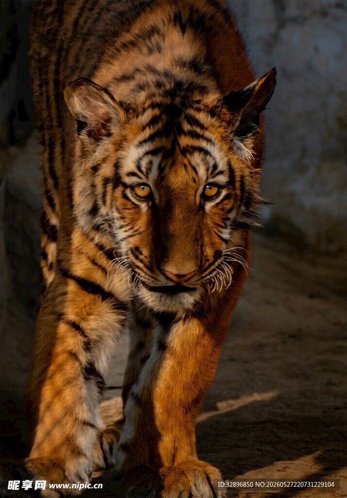 行走的斑斓猛虎