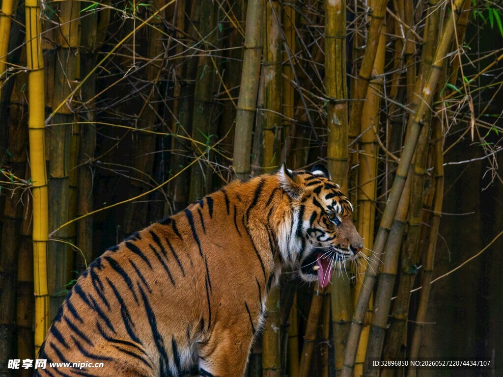 竹林中咆哮的斑斓猛虎