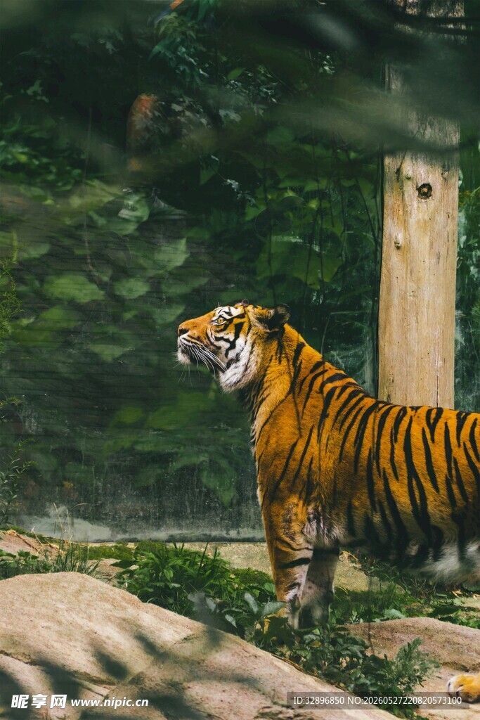 森林中咆哮的斑斓猛虎