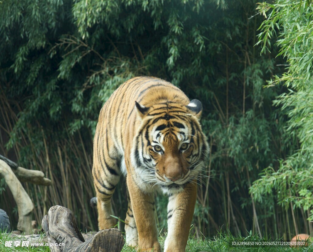 森林中行走的斑斓猛虎