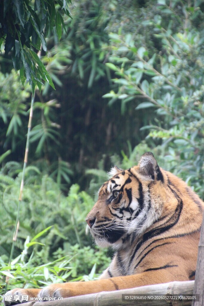 林中休憩的斑斓猛虎