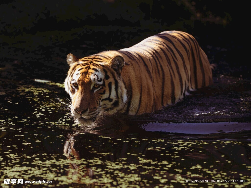 水中的斑斓猛虎