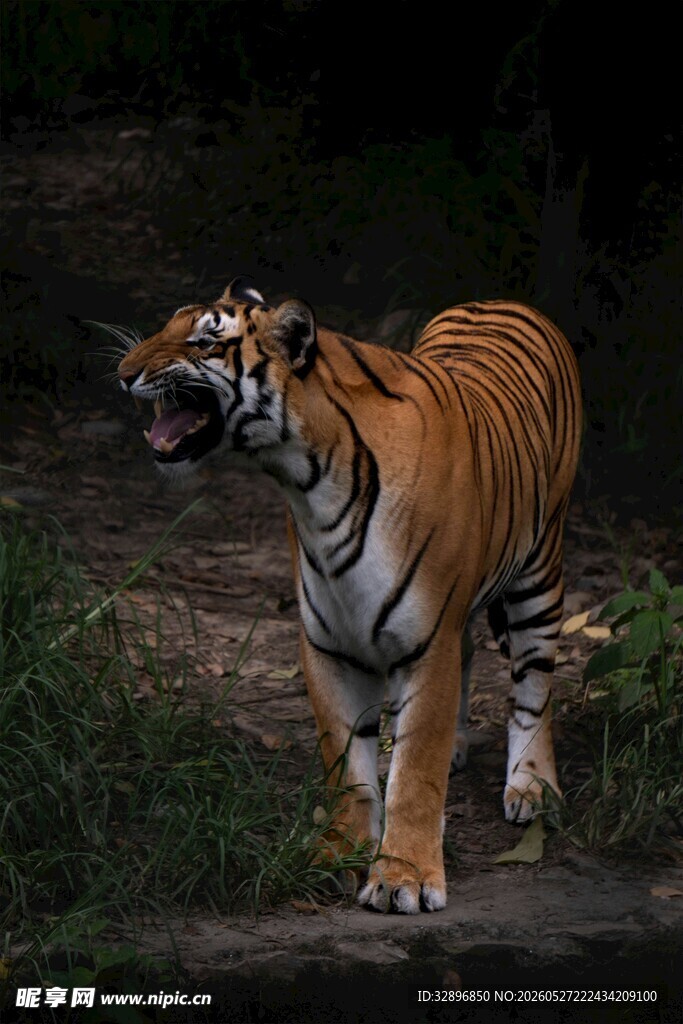 森林中的斑斓猛虎