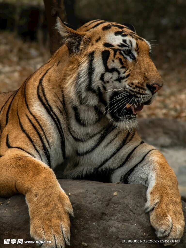 趴卧的斑斓猛虎