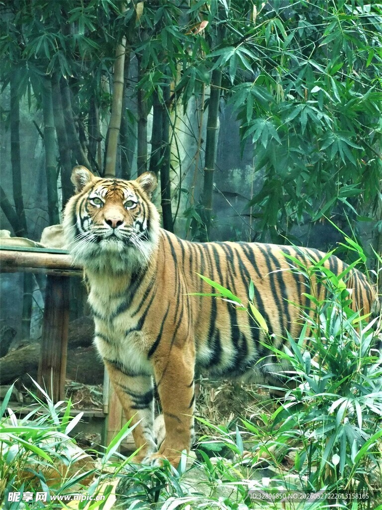 森林中的威猛老虎