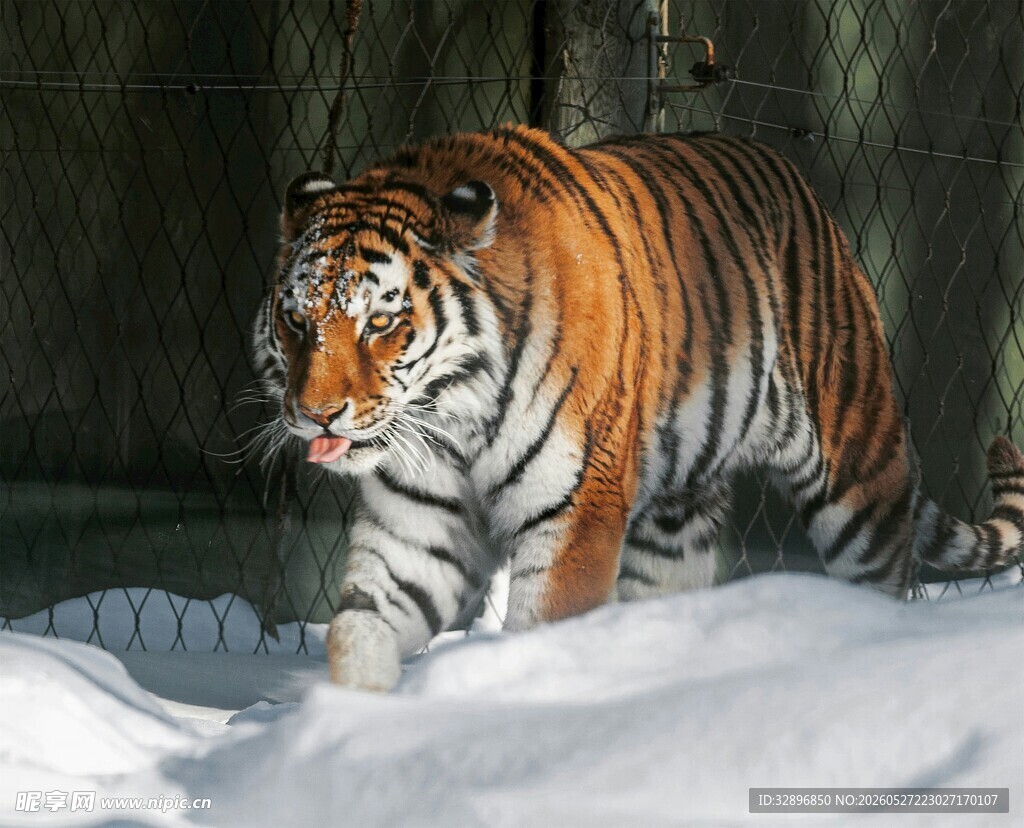 雪地中行走的斑斓猛虎