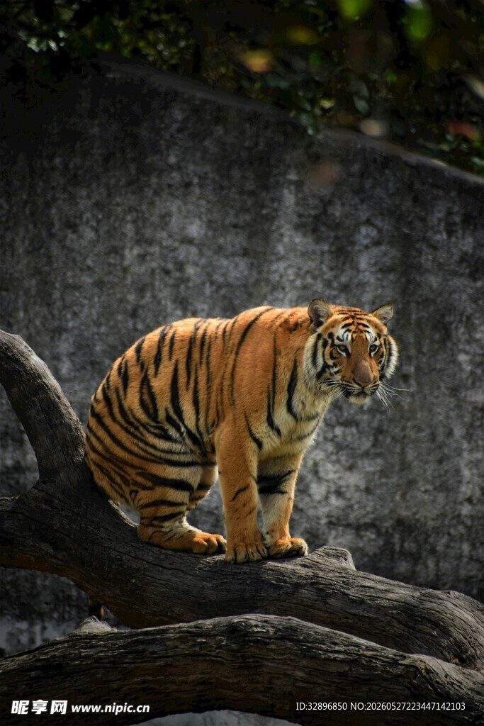 树枝上的斑斓猛虎
