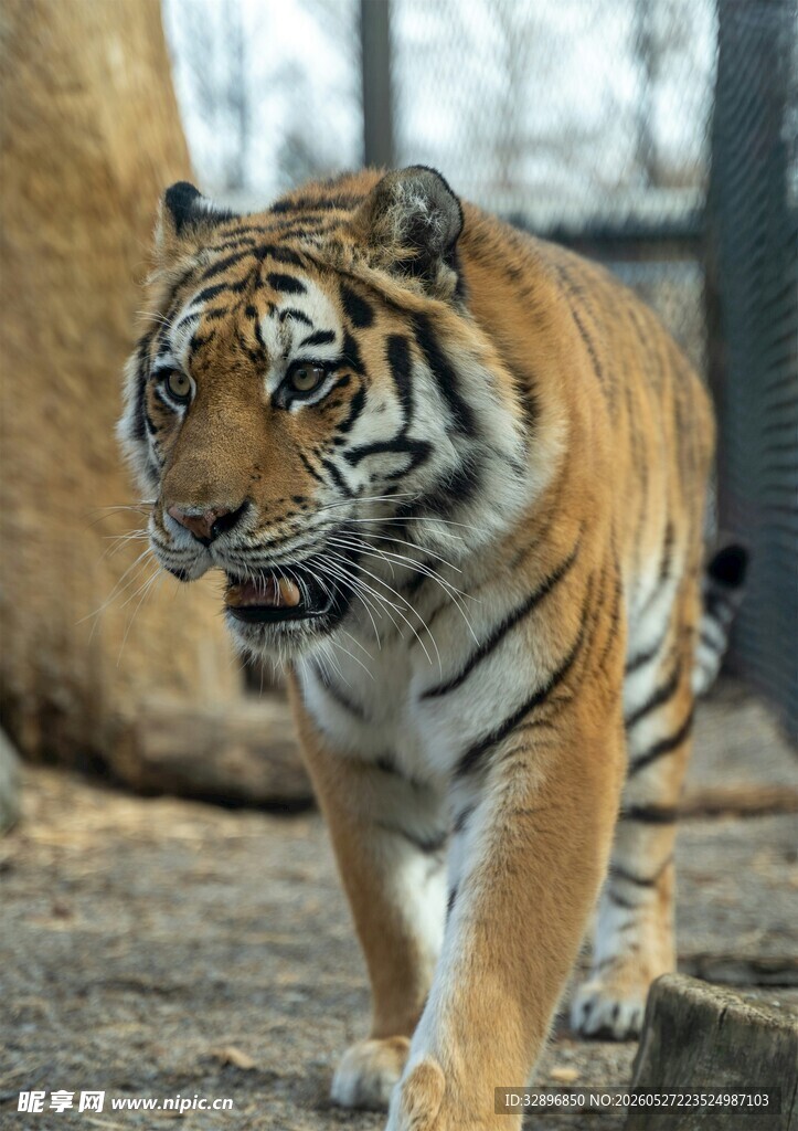 行走中的威武斑斓猛虎