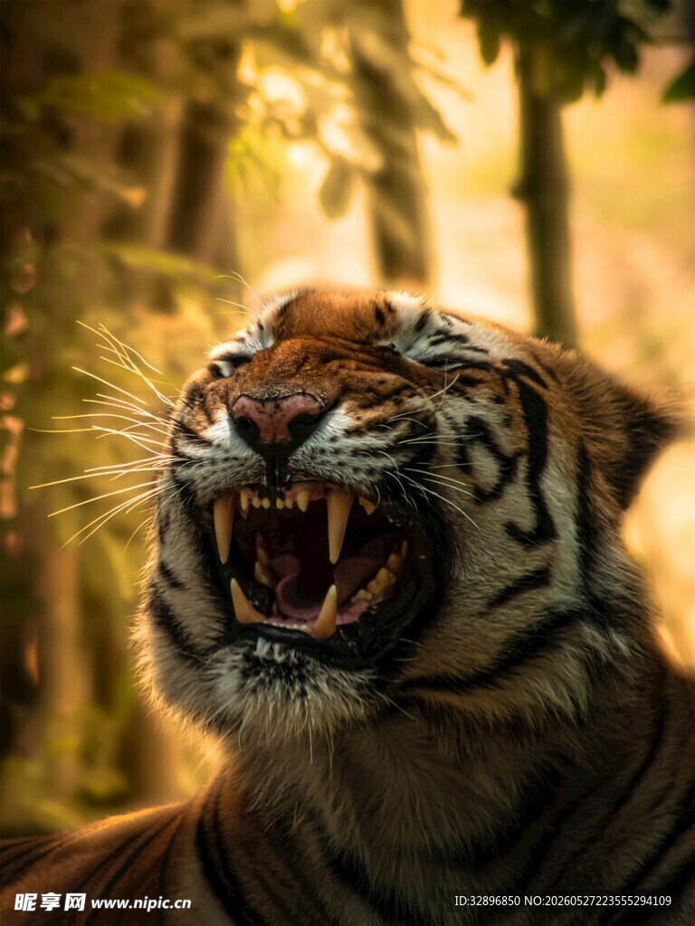 咆哮的猛虎