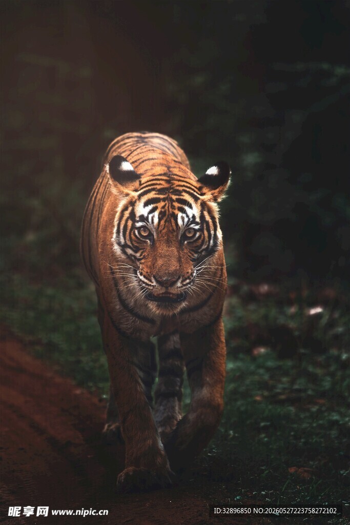黑暗中行走的斑斓猛虎