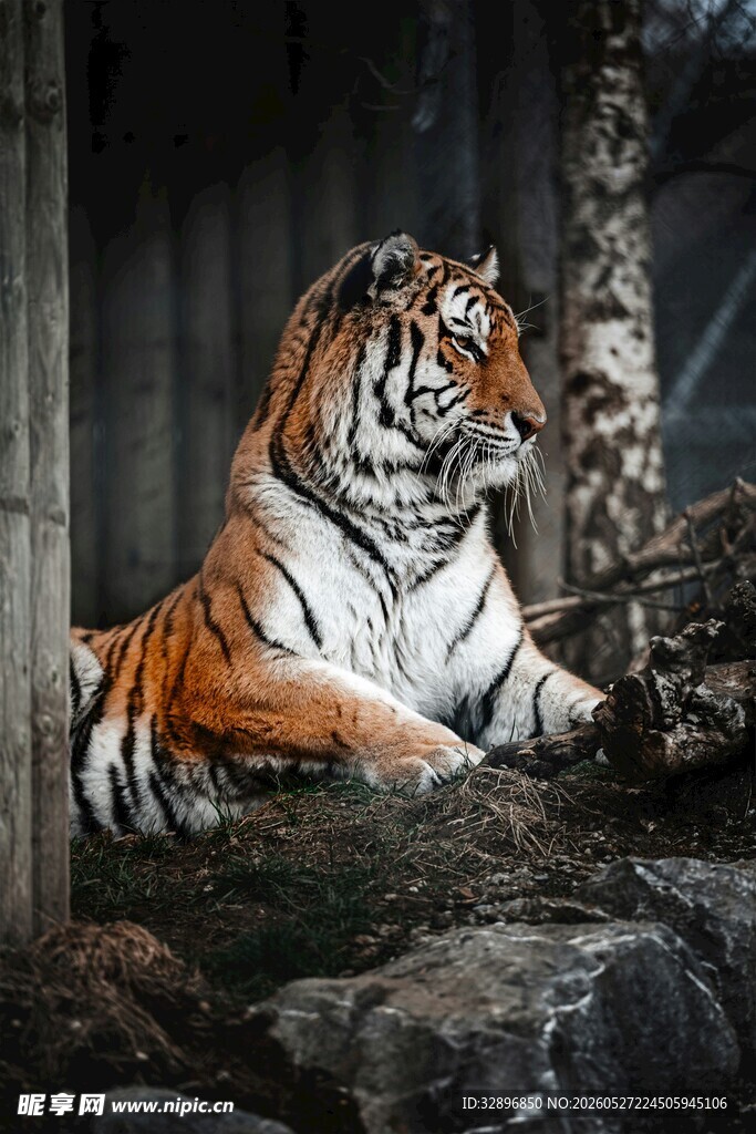 林中休憩的斑斓猛虎