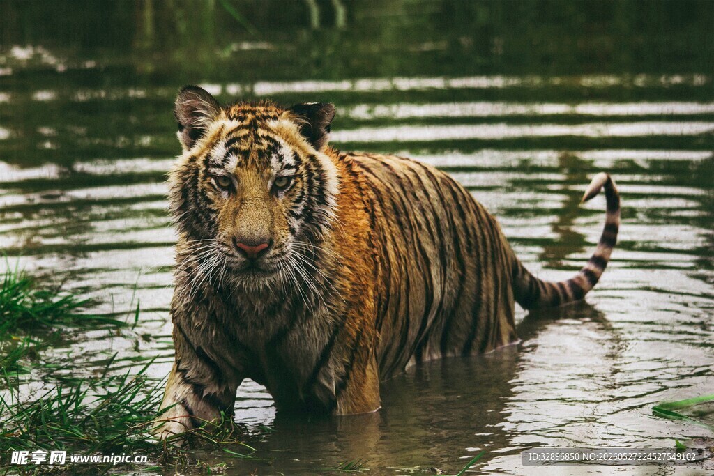 水中的威猛老虎