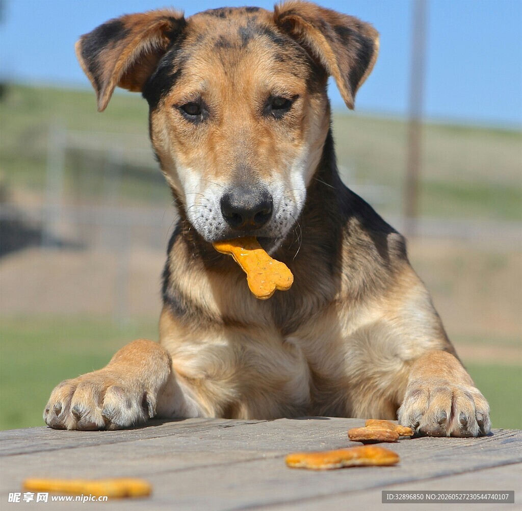狗狗惬意享用美味零食