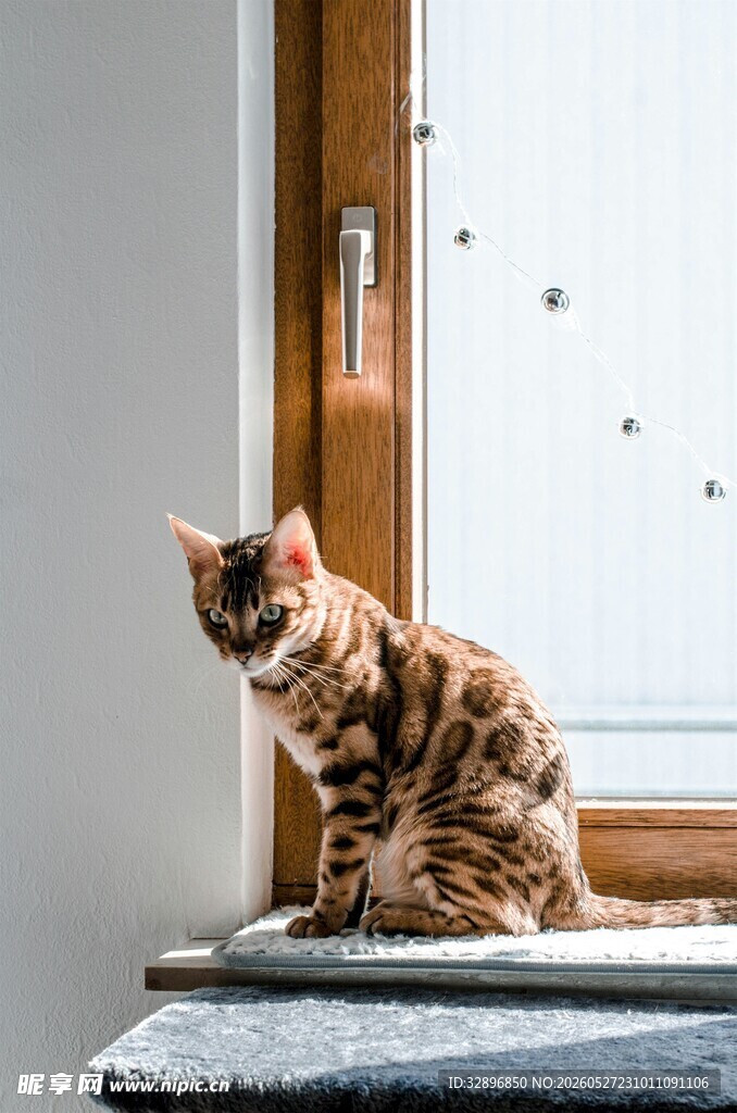 窗边可爱花纹猫咪