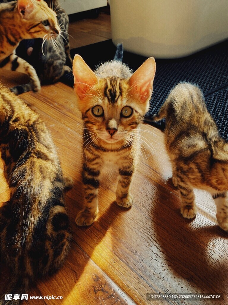 可爱猫咪齐聚的温馨画面
