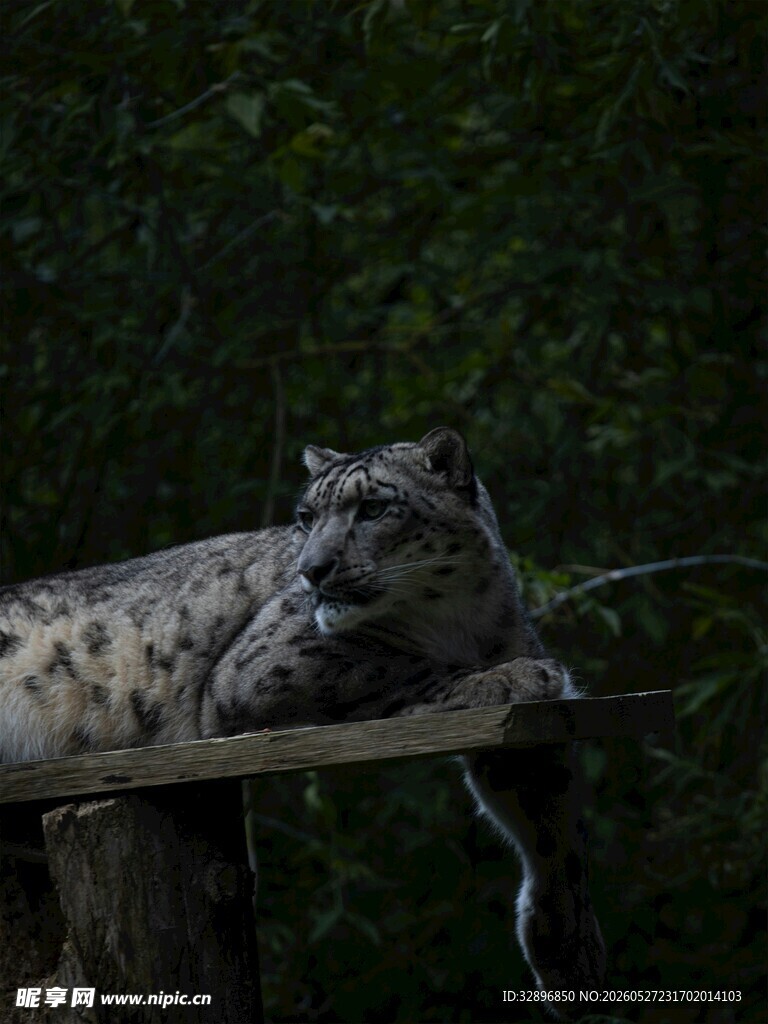 趴在木杆上的豹猫