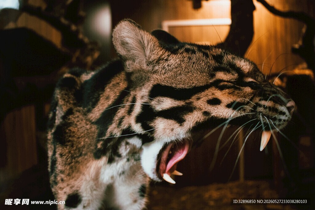张着大嘴的凶猛豹猫