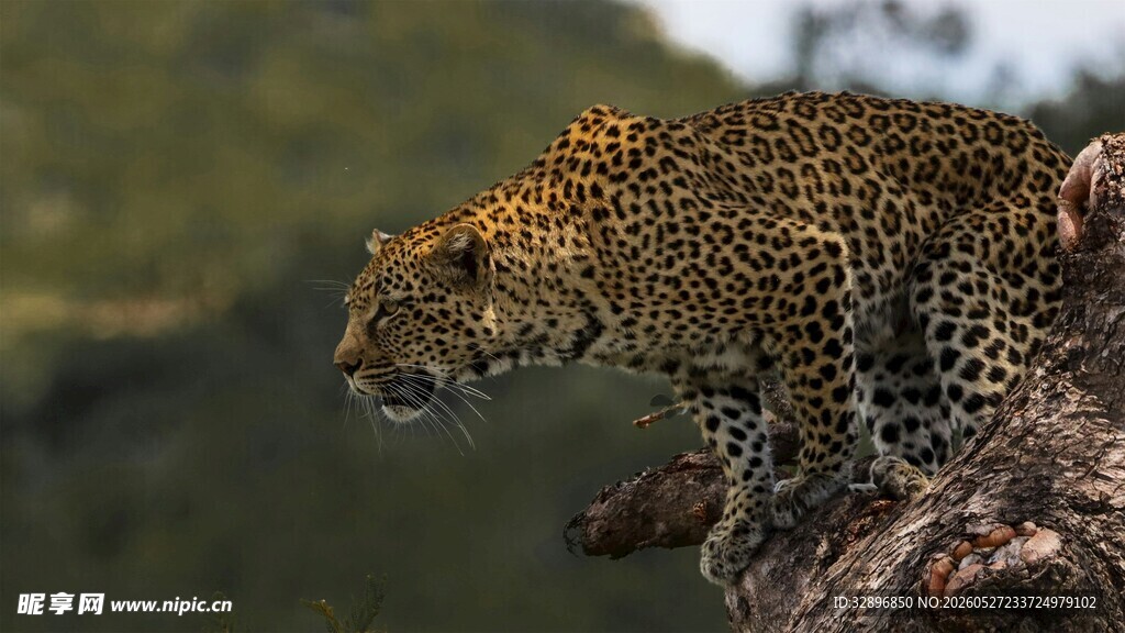 栖息于枝头的花豹