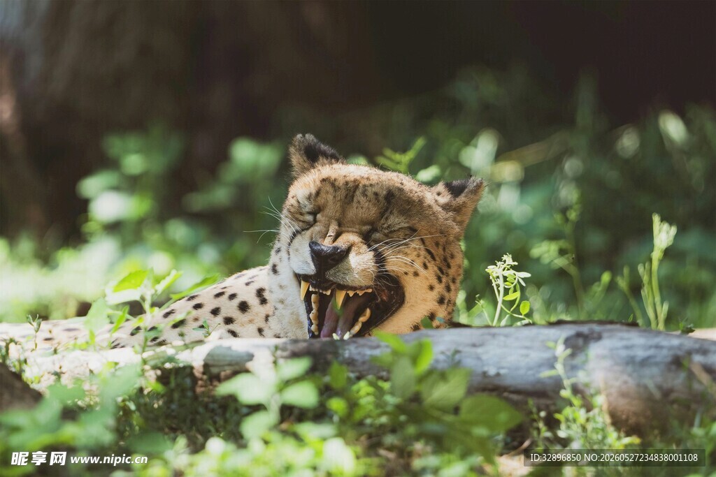 猎豹于丛林间休憩
