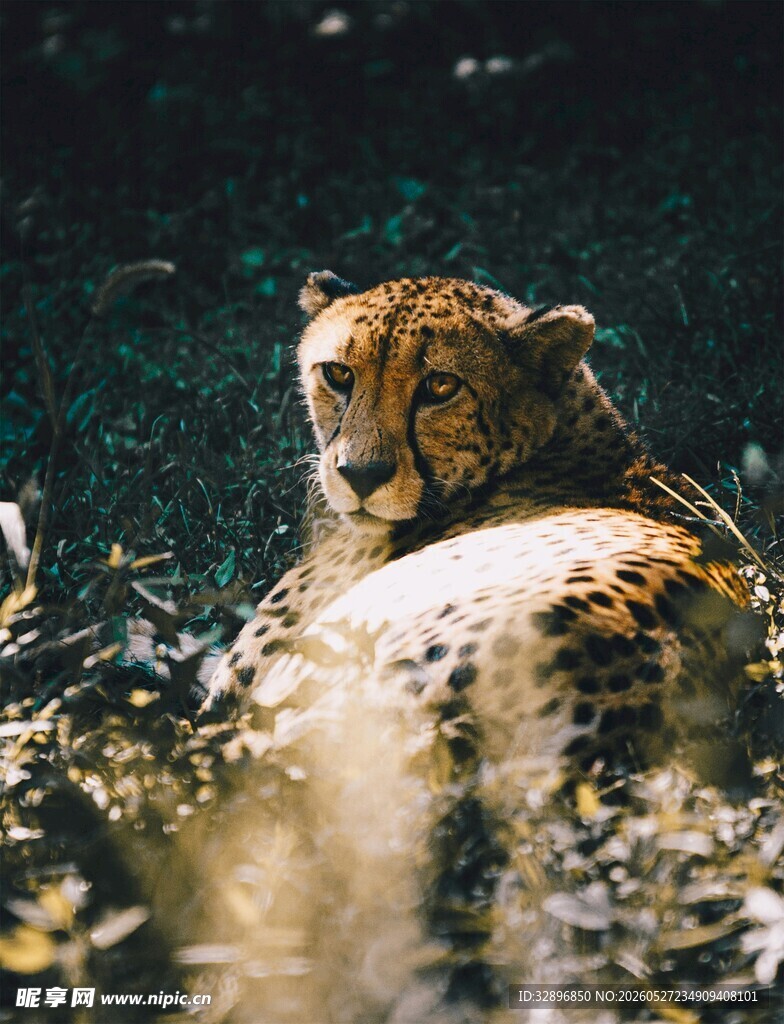 草丛中的猎豹