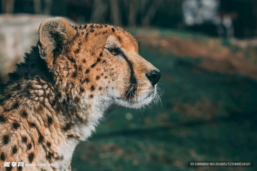 猎豹侧影