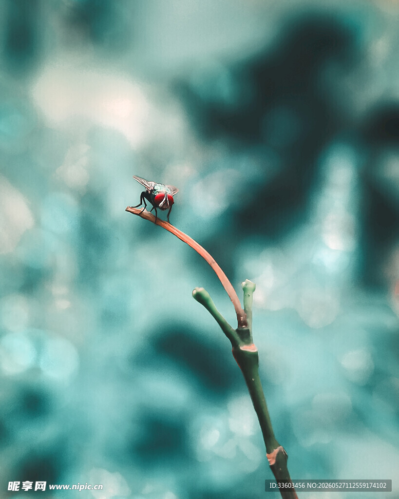 枝头瓢虫