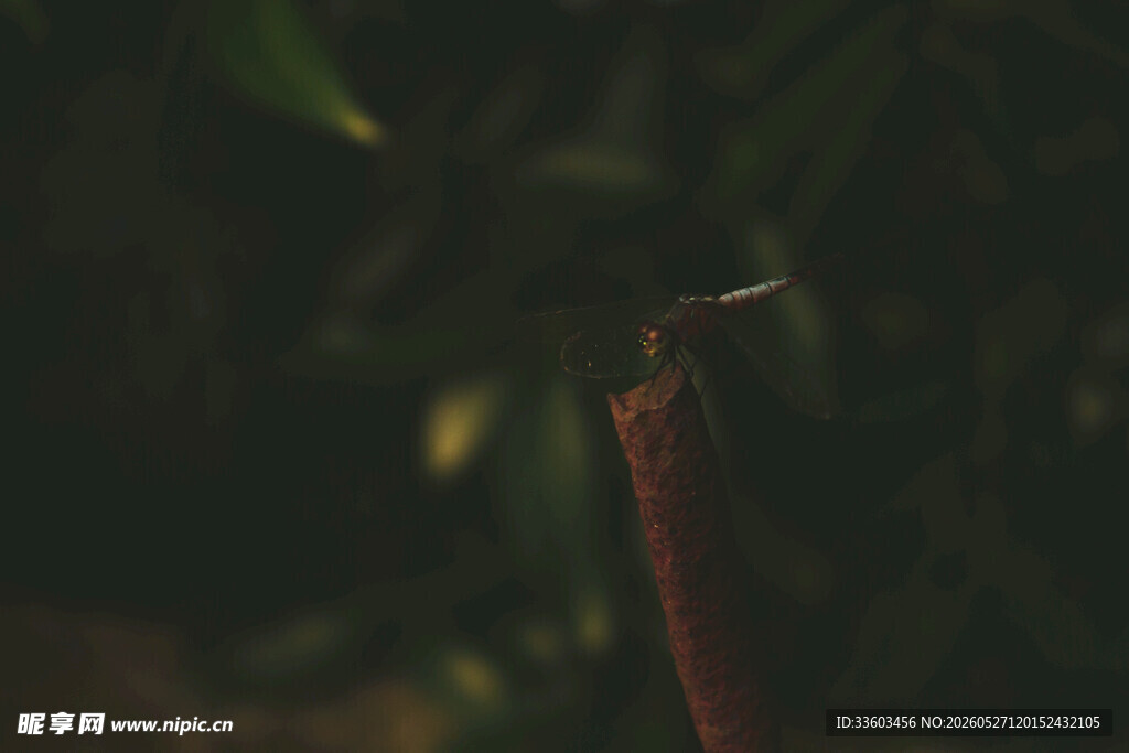 特写红色植物茎干