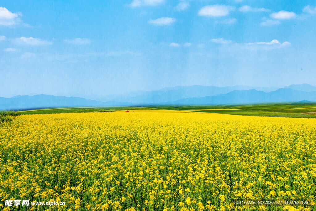 金黄油菜花田