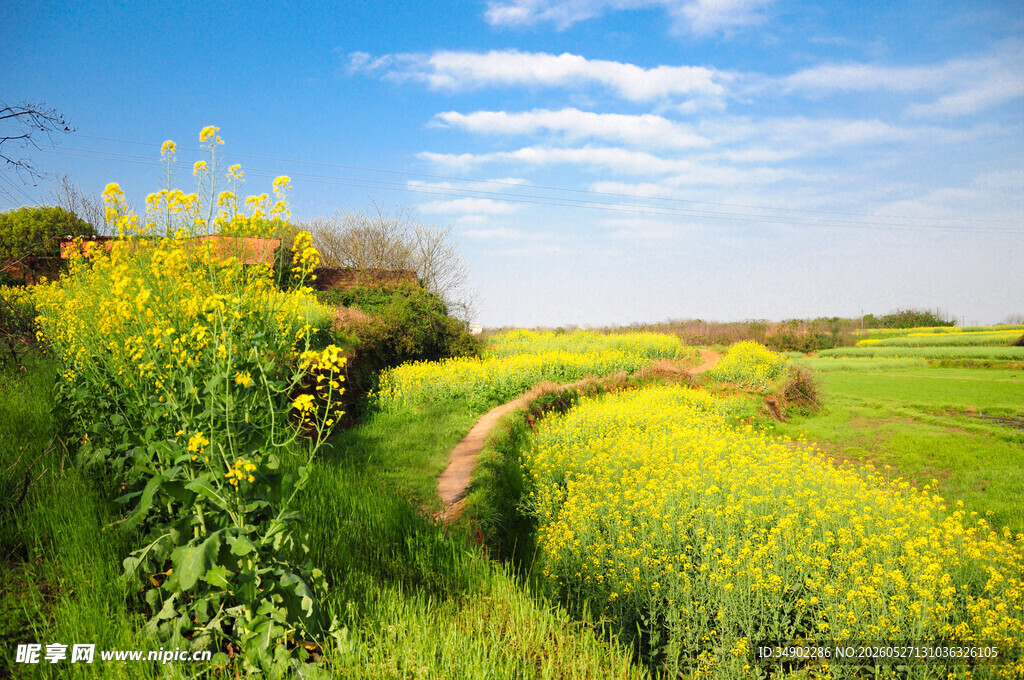 春日田野油菜花美景