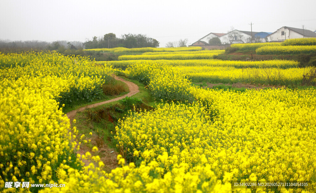 春日油菜花海田园风光