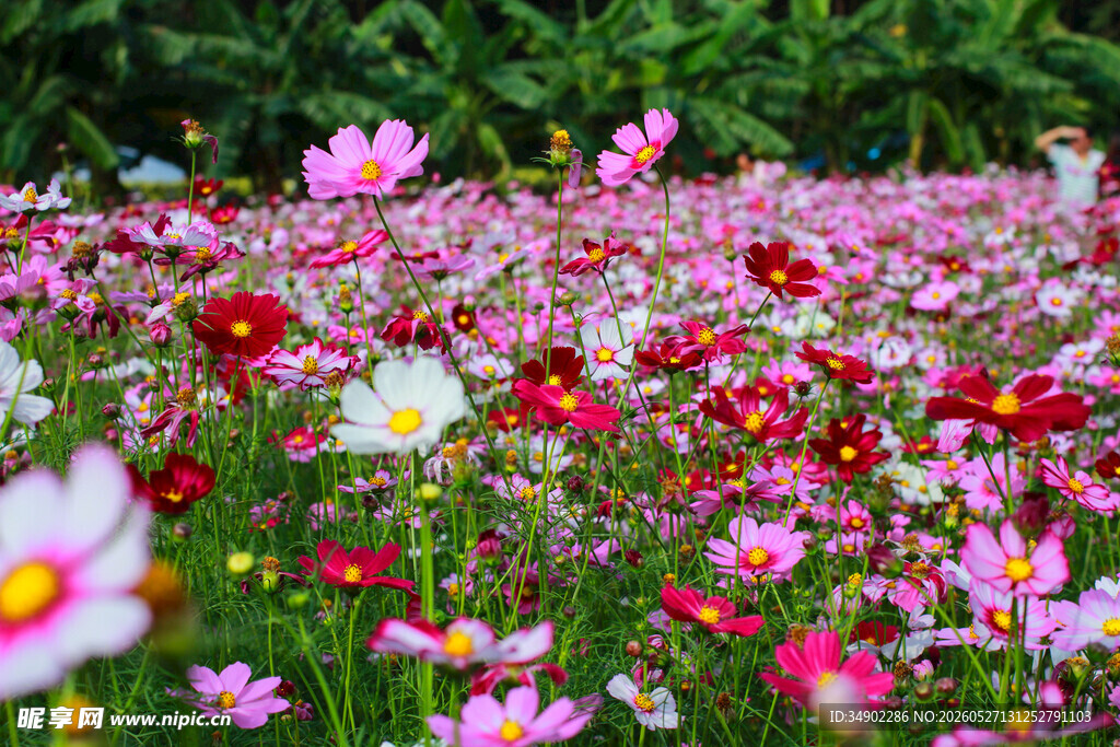 缤纷格桑花海