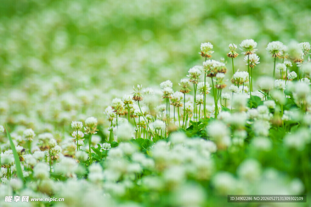 清新白花点缀翠绿草地