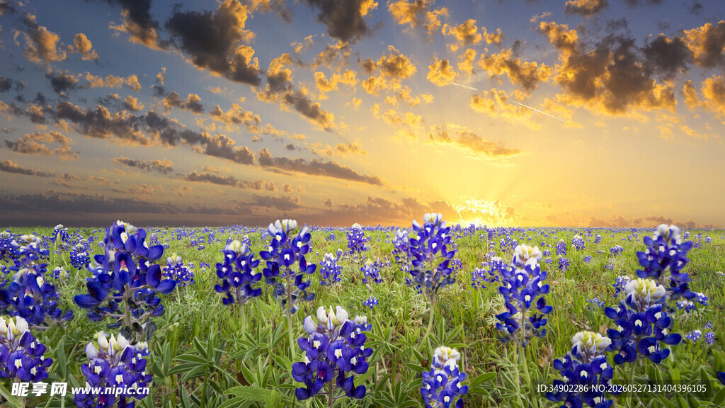 夕阳下的蓝铃花田美景