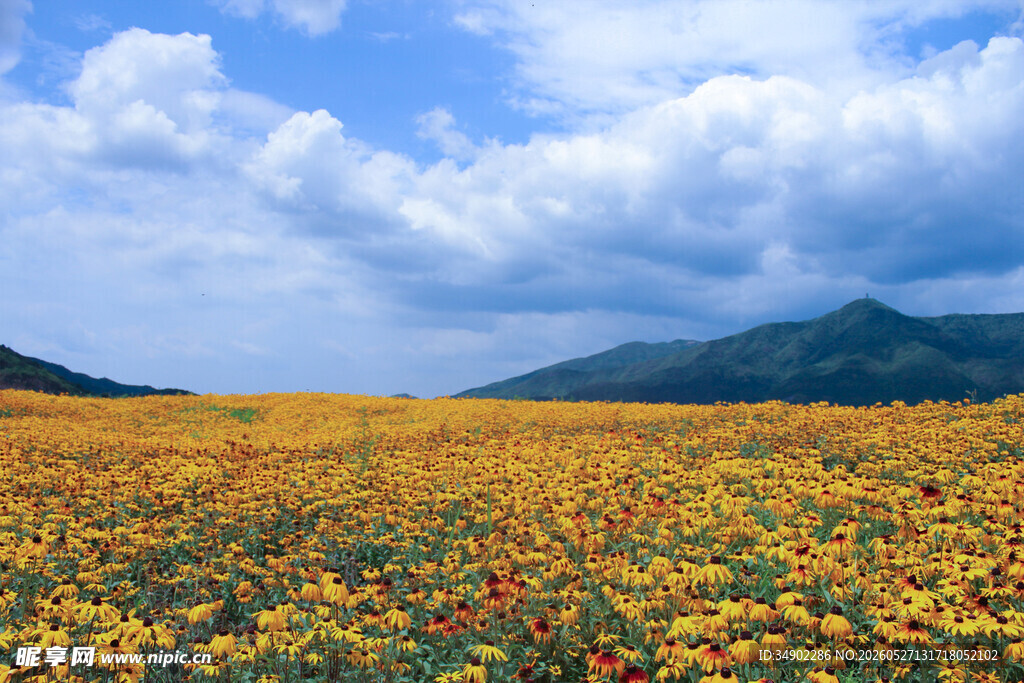 花海蓝天