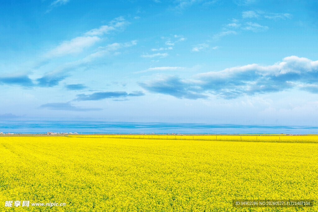 金黄油菜花海蓝天白云景