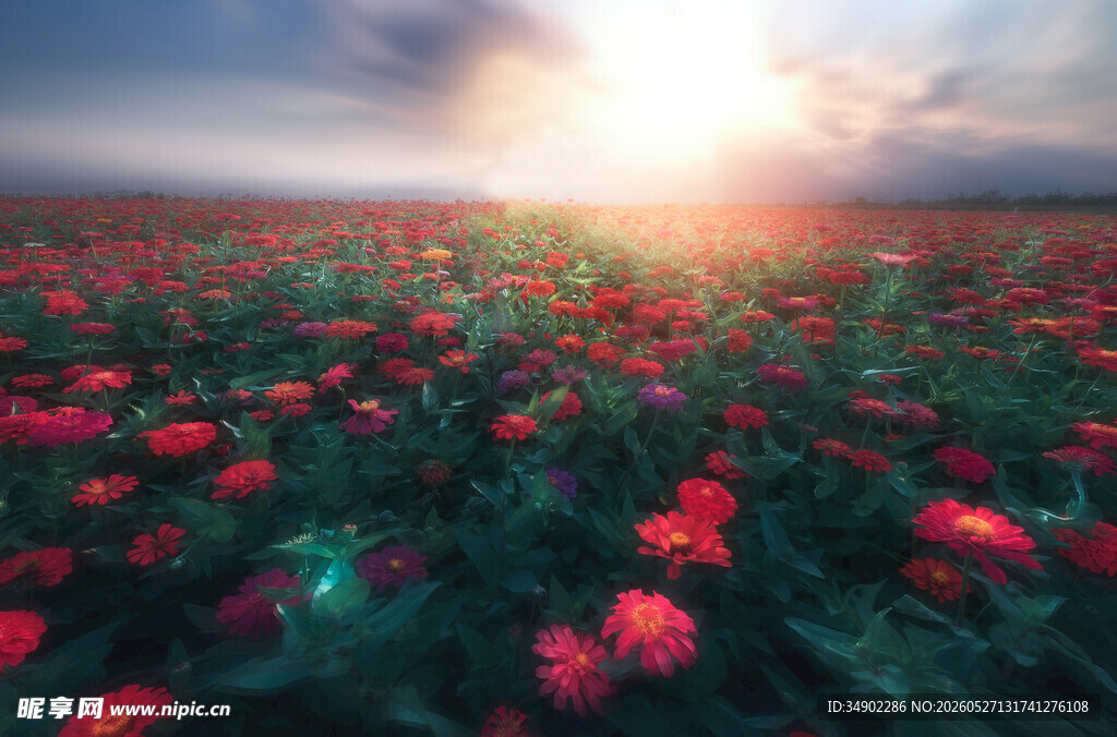 花海日出