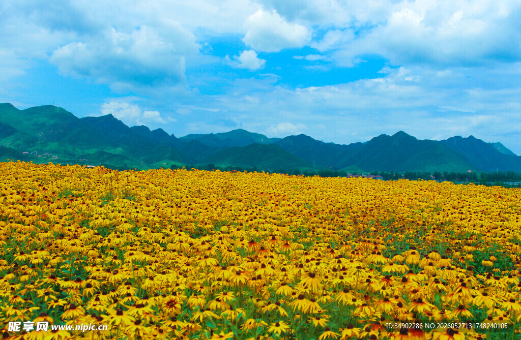 金黄花海与远山蓝天