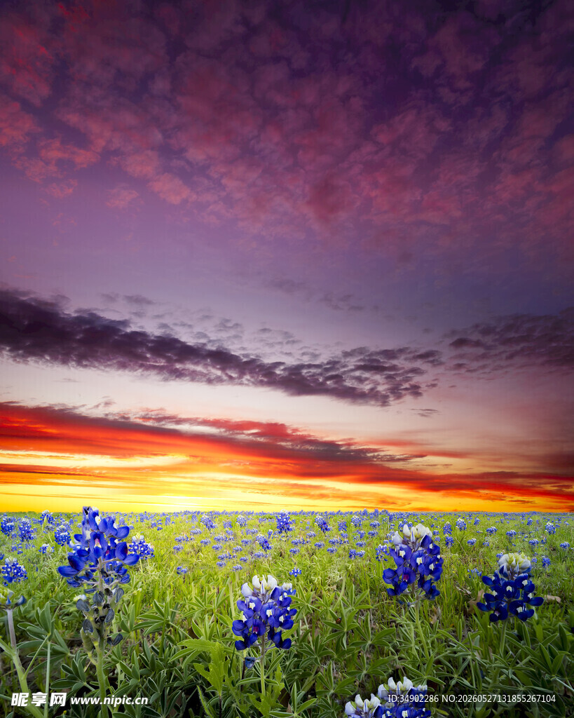 日落时分的蓝花美景