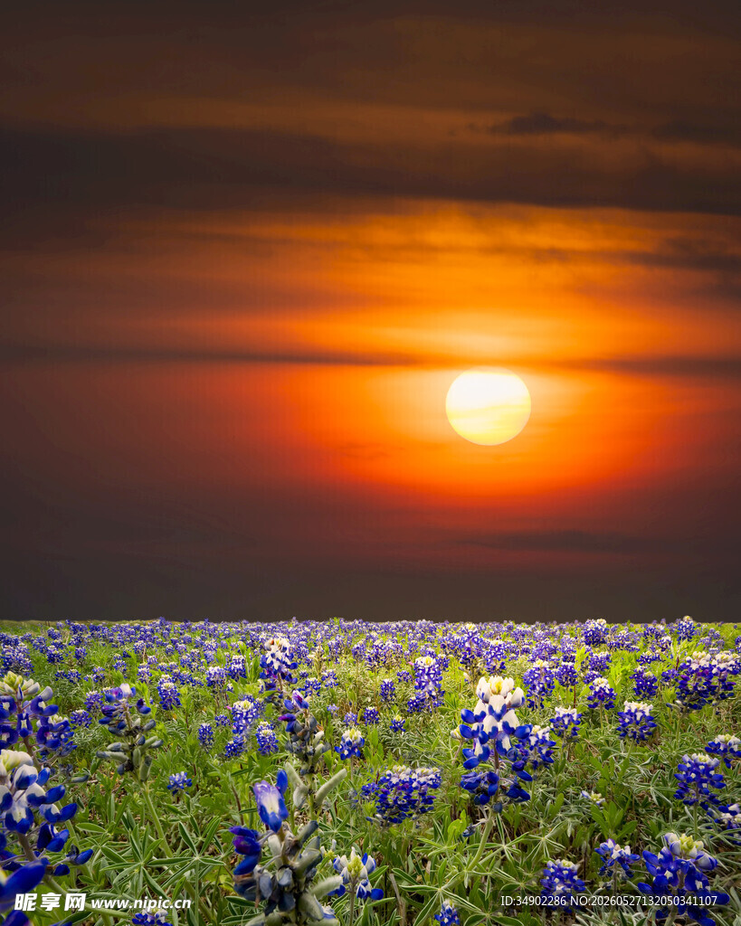 夕阳下的蓝帽花田美景